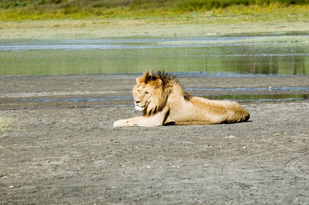 Ndutu Loveflok07.jpg - Lion (Panthera leo), Tanzania March 2006